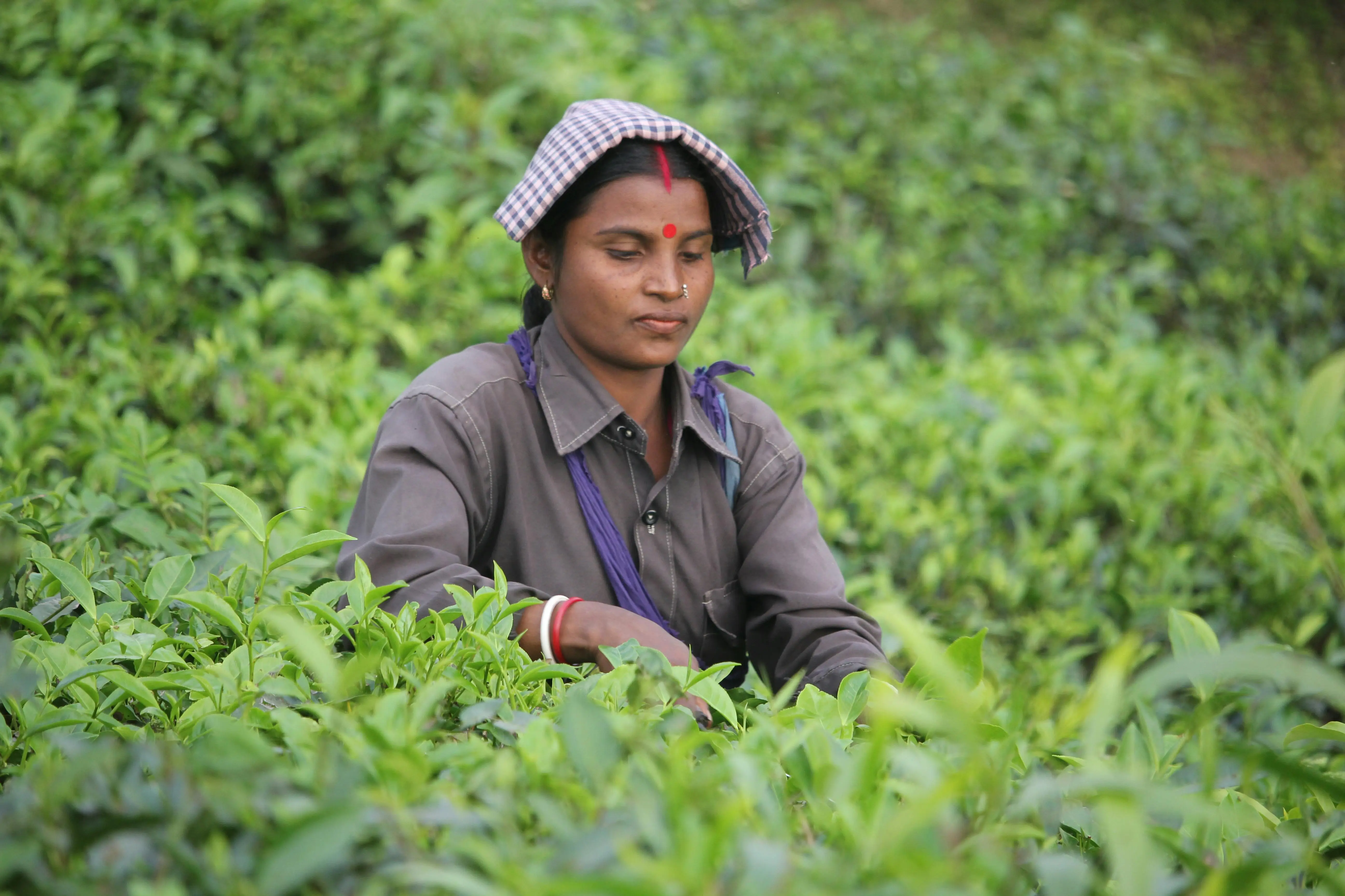 A woman plucks tea leaves in a tea garden in Assam